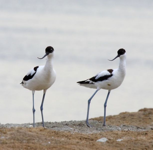 AVES DEL CIELO - BIRDS OF HEAVEN: RECURVIROSTRA AVOSETTA-AVOCETA COMÚN ...